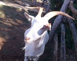 Istrian goat