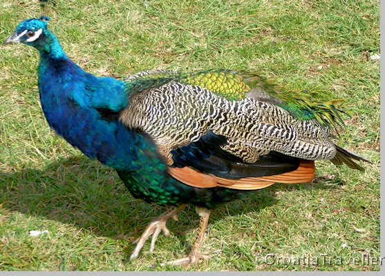 Peacock on Lokrum island