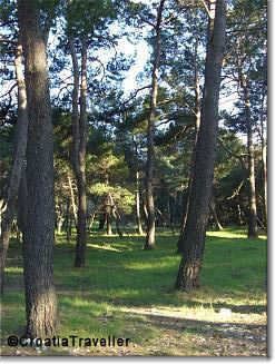 Cikat Peninsula pines