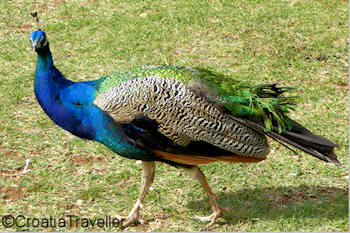 Peacock on Lokrum Island