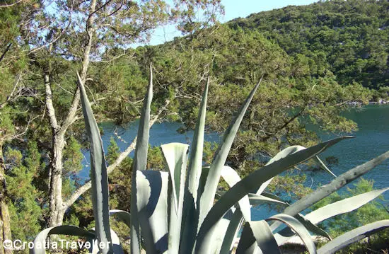 Cactus of Mljet National Park