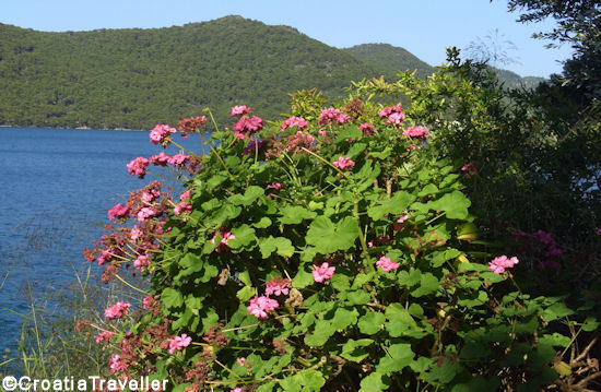 Flower of Mljet National Park