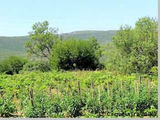 Vukas Vineyard on  the Peljesac Peninsula