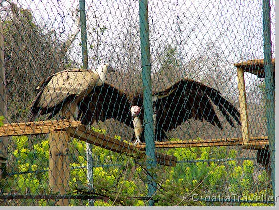 Griffon vulture at Eko Center Caput Insulae