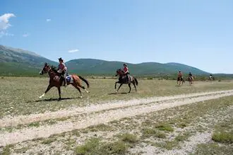 Horses in Dalmatia