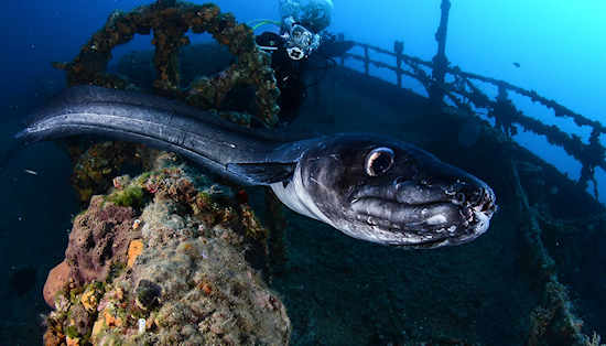 Scuba Diving in vis