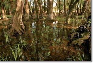 Kopacki Rit Nature Park