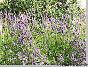 Hvar lavender