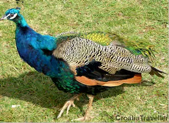 Peacock on Lokrum island