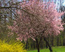 Maksimir Park, Zagreb in spring