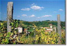 Medimurska Vineyards