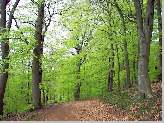 Beech forest in Paklenica