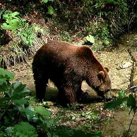 Brown bear in Plitvice Lakes National Park