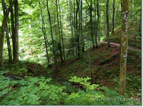 Forest in Plitvice Lakes