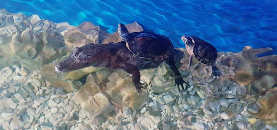 Lizard and turtles at the Sibenik Aquarium