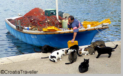 Cat feeding in Sipanska luka