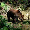 Brown bear in Plitvice